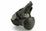 Fossil Mosasaur (Clidastes?) Vertebra - Texas #351224-1